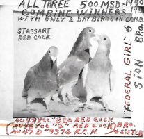 1950 500 mile winners